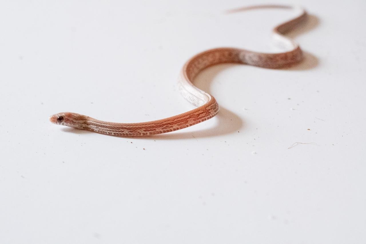 A juvenile lavender tessera corn snake.