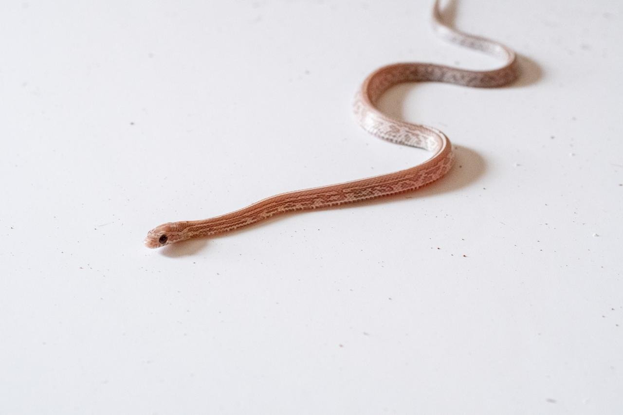 A juvenile lavender tessera corn snake.