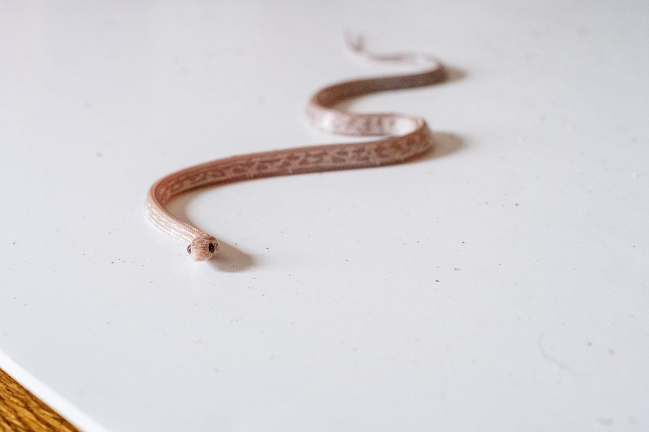 A juvenile lavender tessera corn snake.
