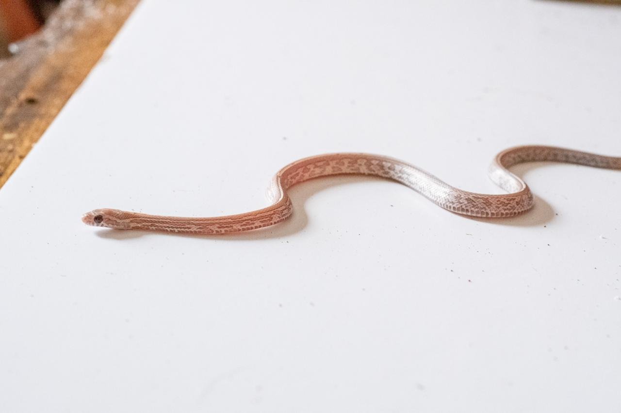 A juvenile lavender tessera corn snake.