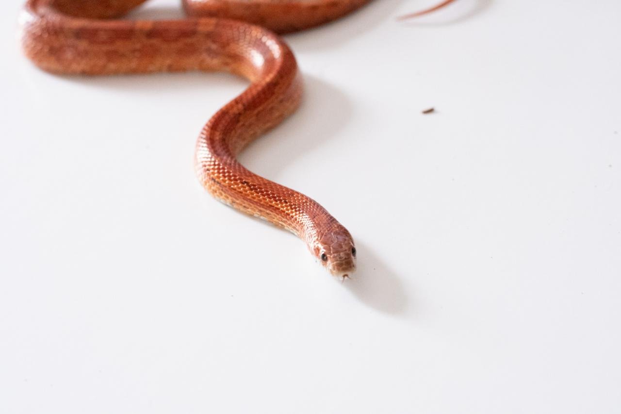 A red factor corn snake.