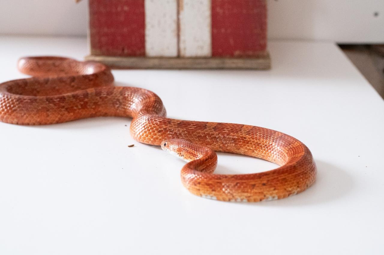 A red factor corn snake.