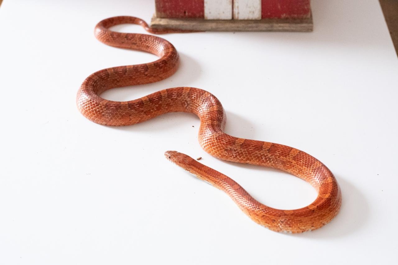 A red factor corn snake.