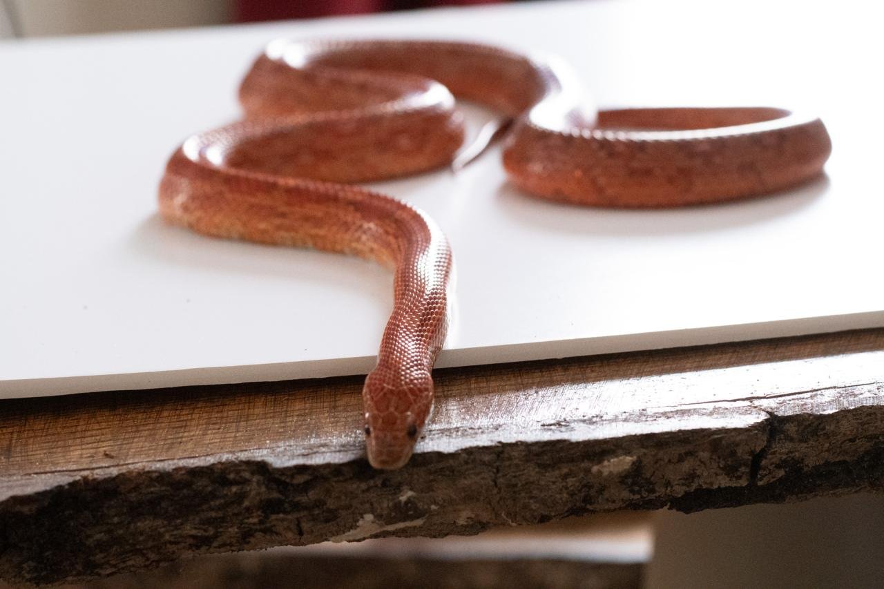 A red factor corn snake.