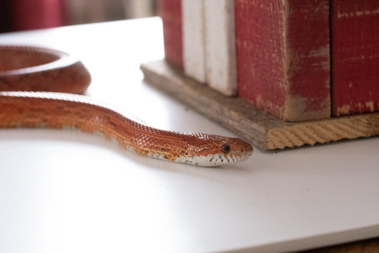 A red factor corn snake.