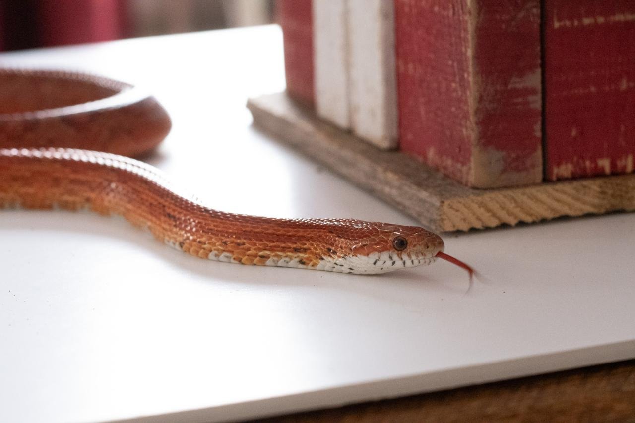 A red factor corn snake.