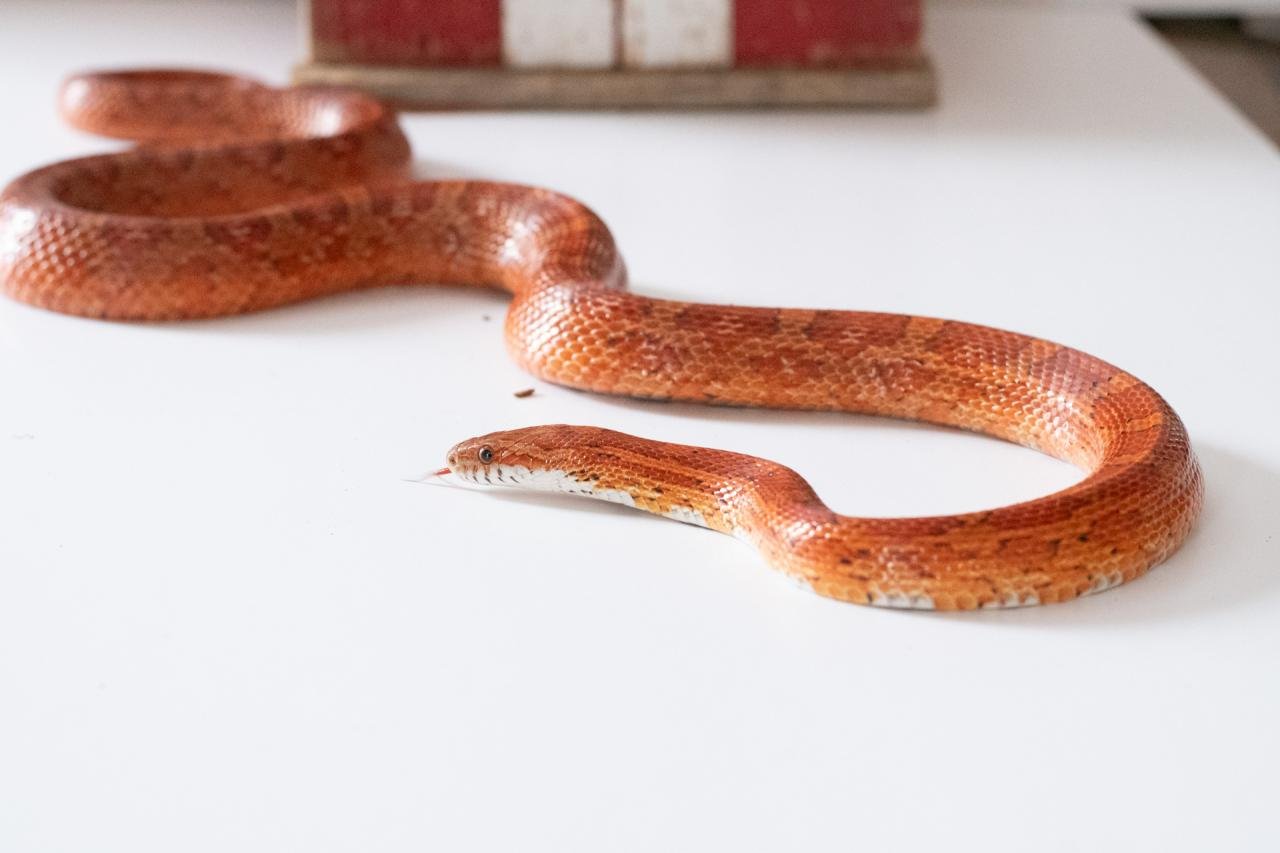 A red factor corn snake.