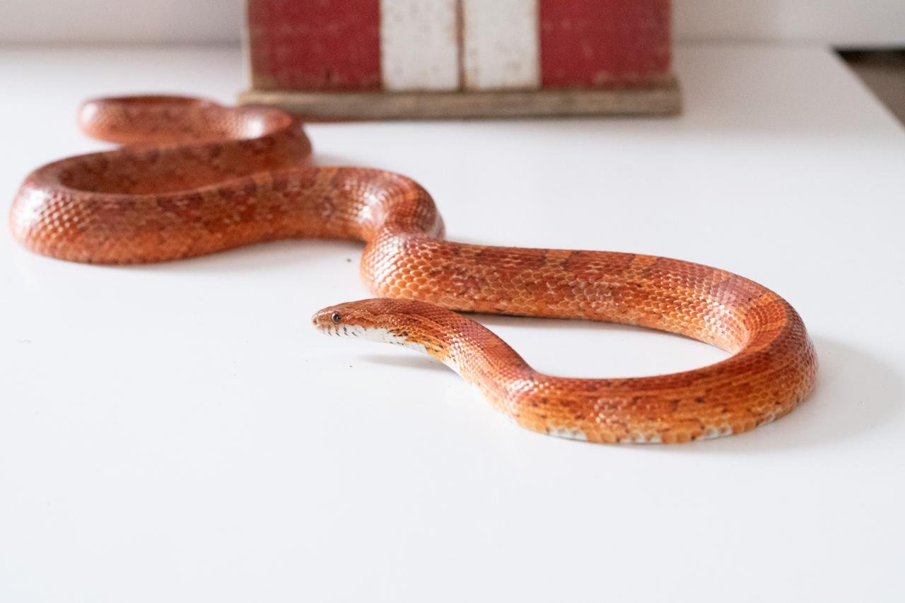 A red factor corn snake.