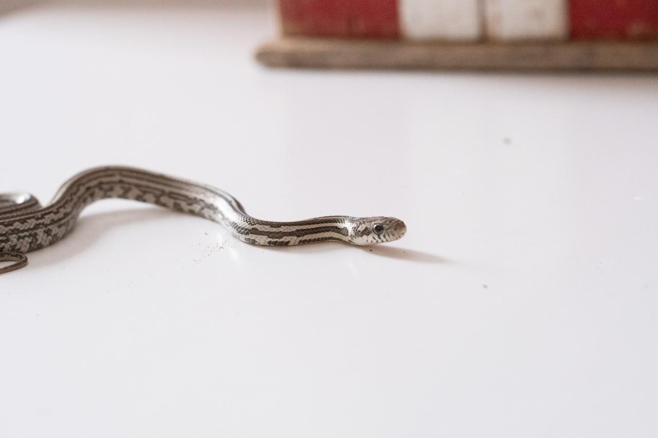 A juvenile anery tessera corn snake.