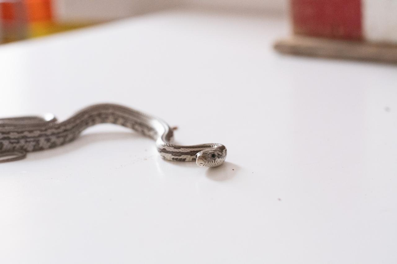 A juvenile anery tessera corn snake.