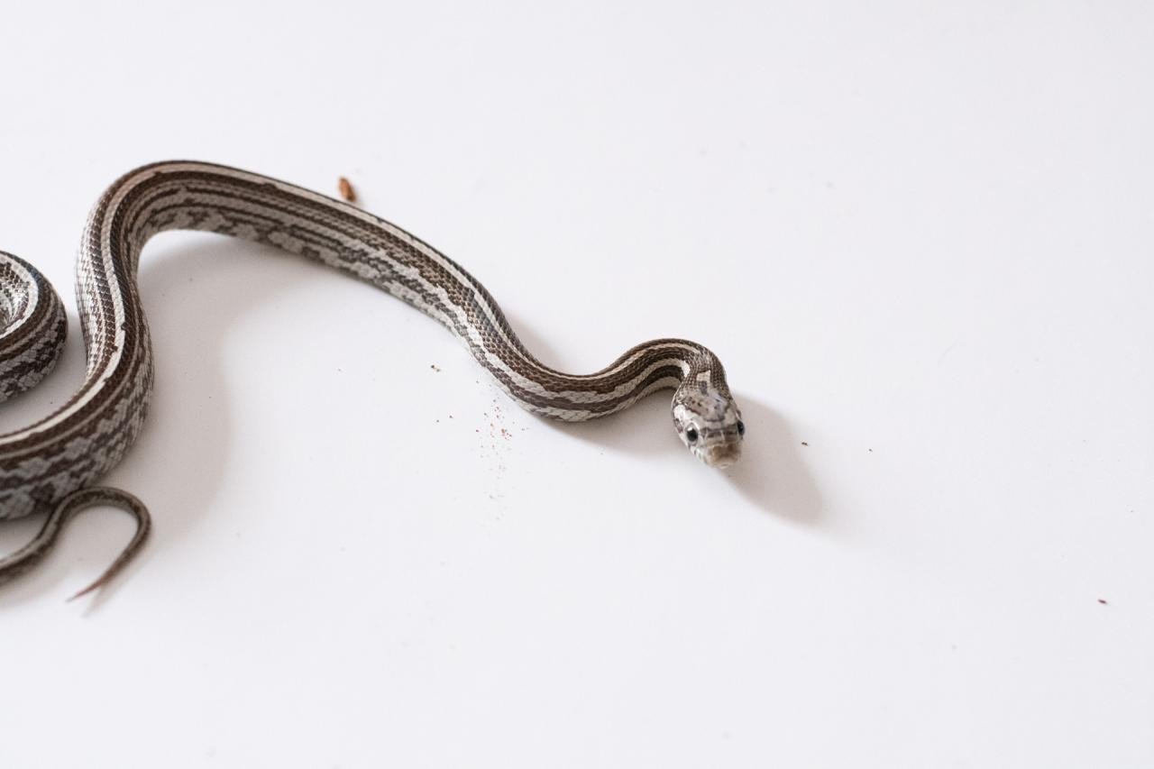 A juvenile anery tessera corn snake.