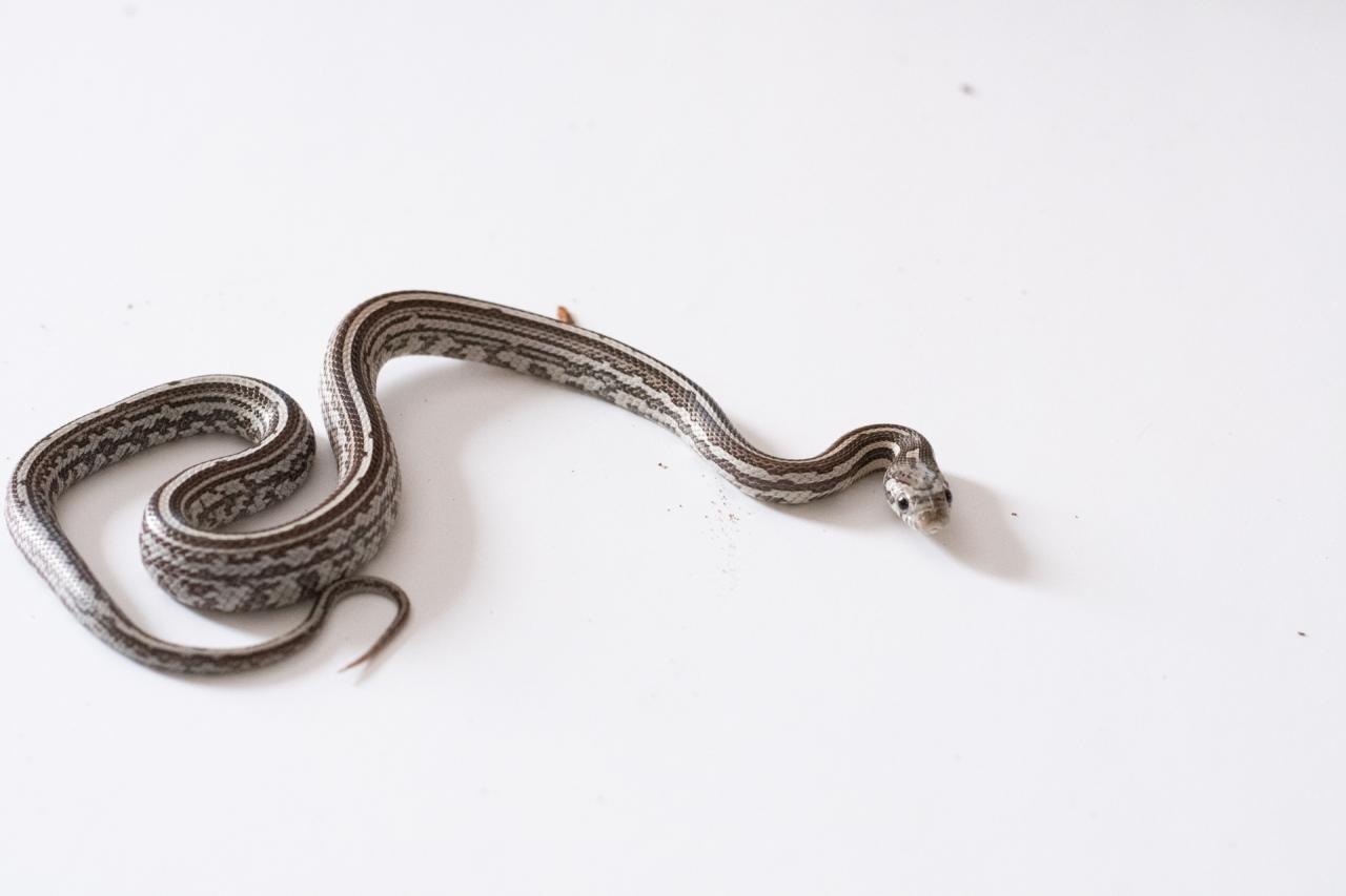 A juvenile anery tessera corn snake.