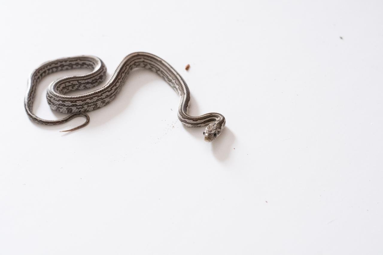 A juvenile anery tessera corn snake.