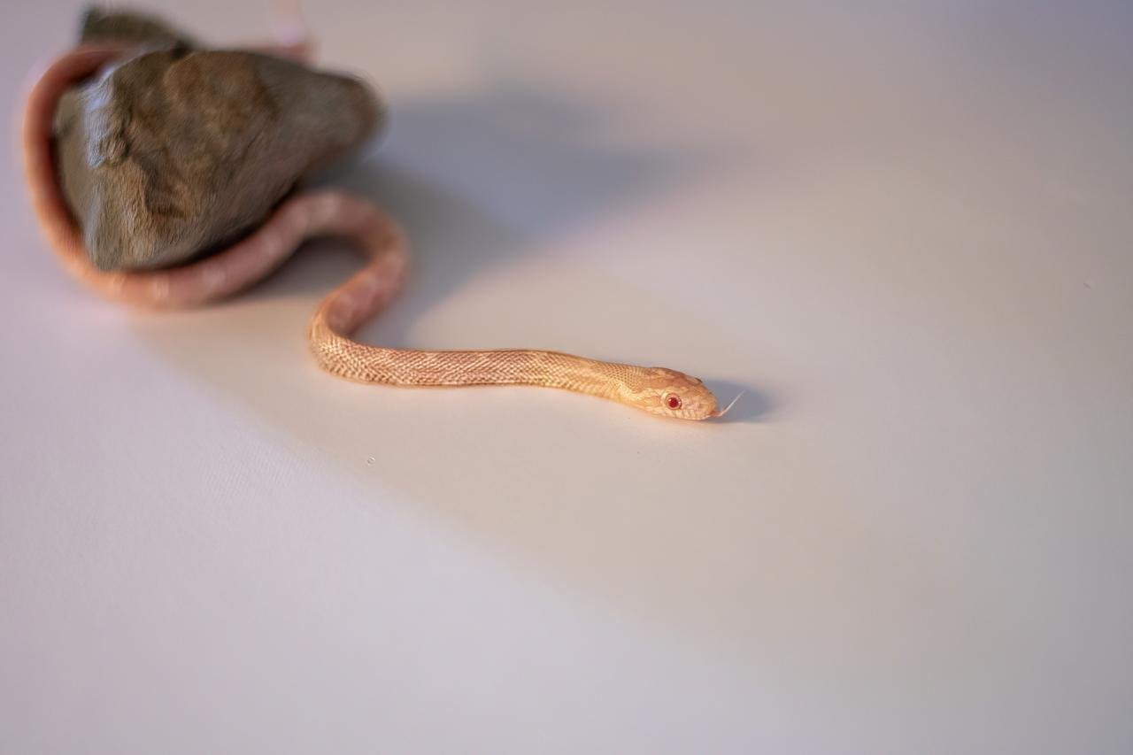 A snow corn snake hatchling