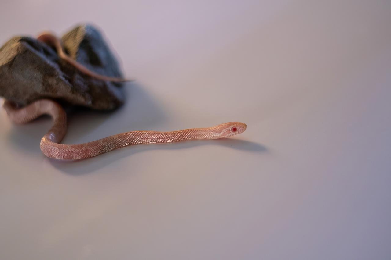 A snow corn snake hatchling
