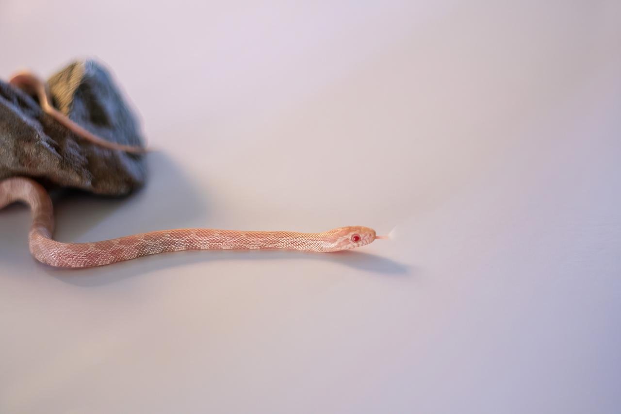 A snow corn snake hatchling