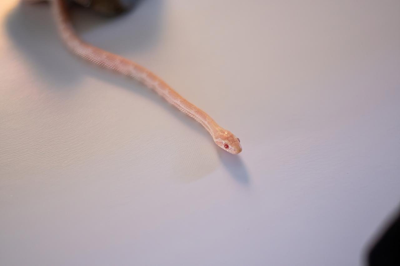 A snow corn snake hatchling