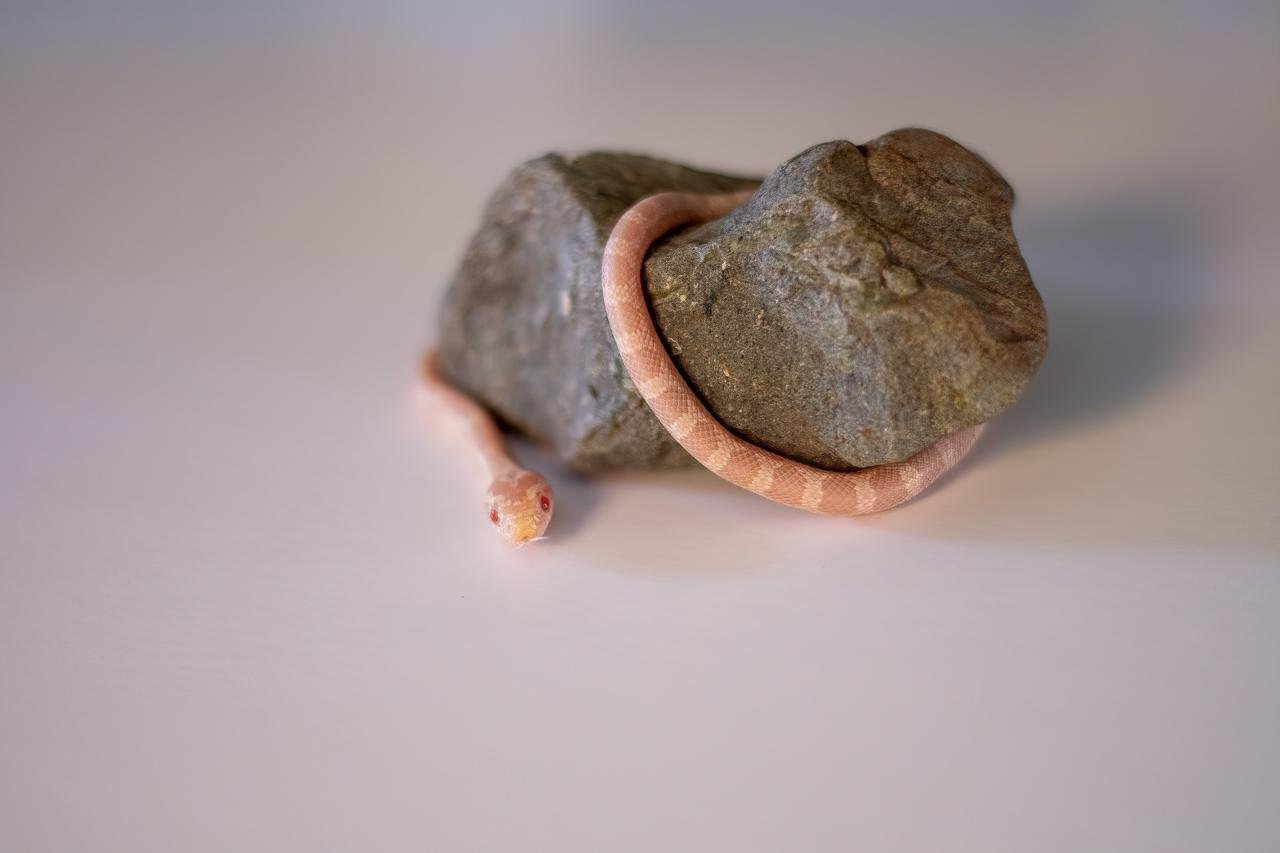 A snow corn snake hatchling