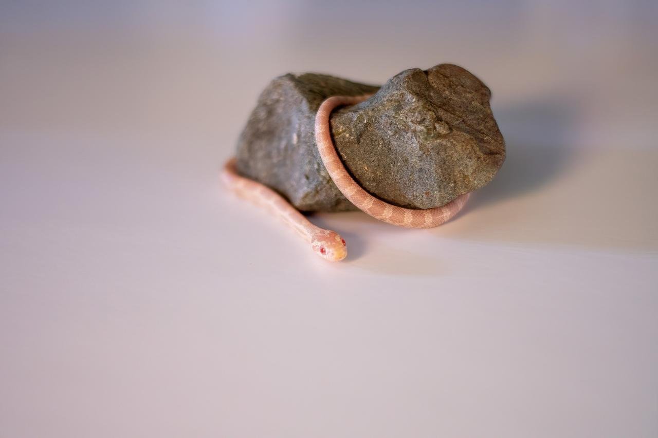 A snow corn snake hatchling