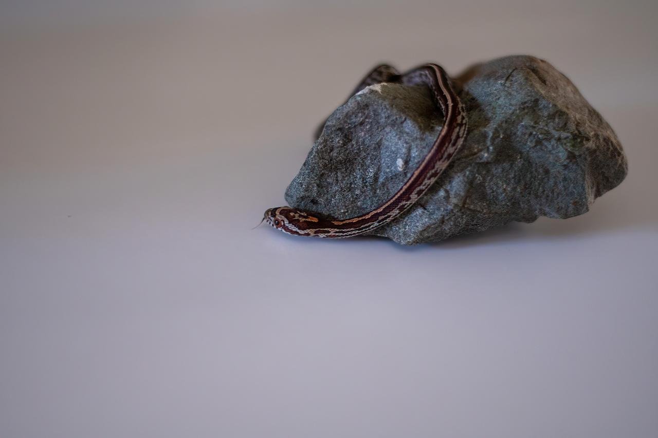 A tessera corn snake hatchling