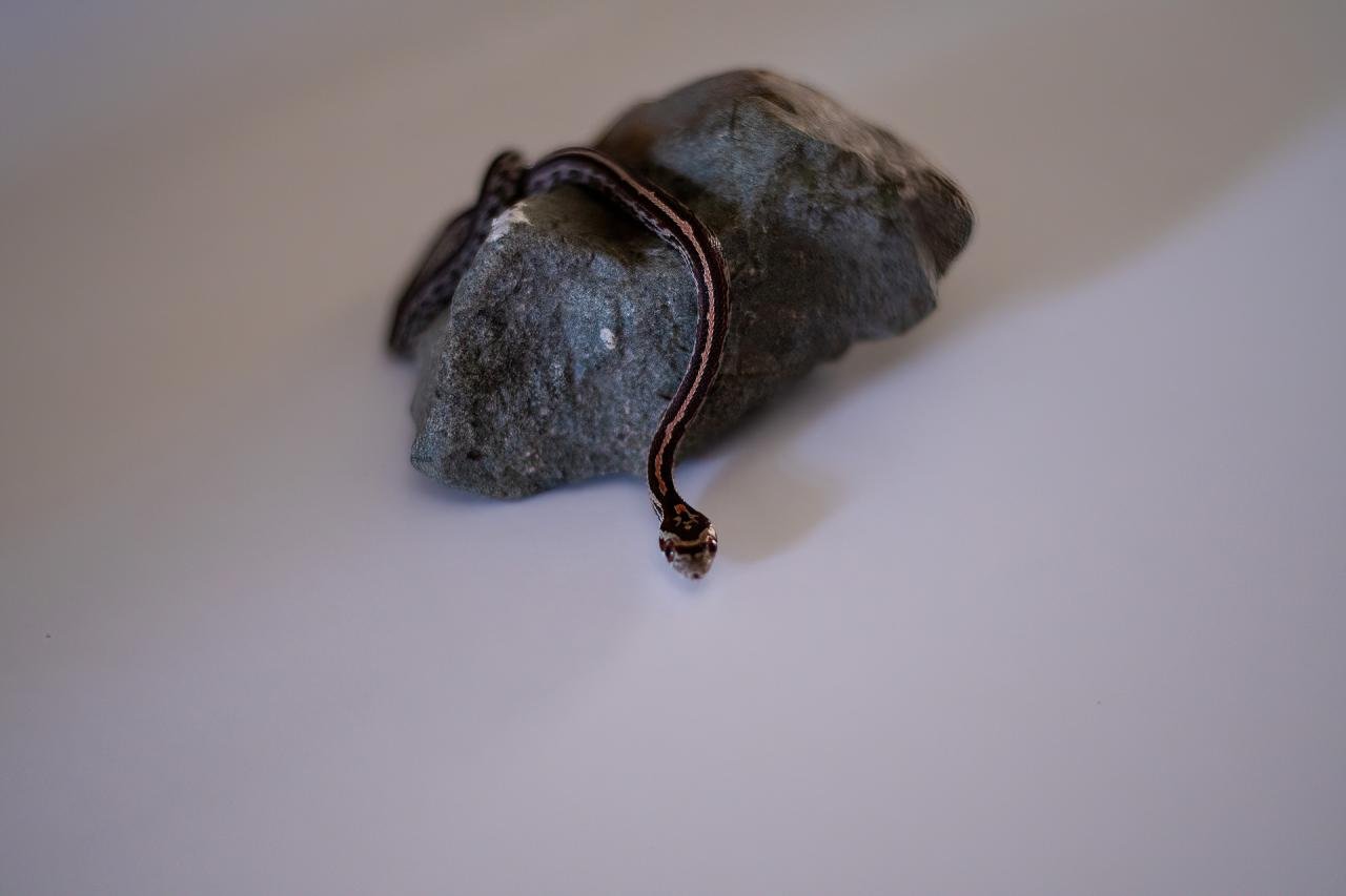 A tessera corn snake hatchling