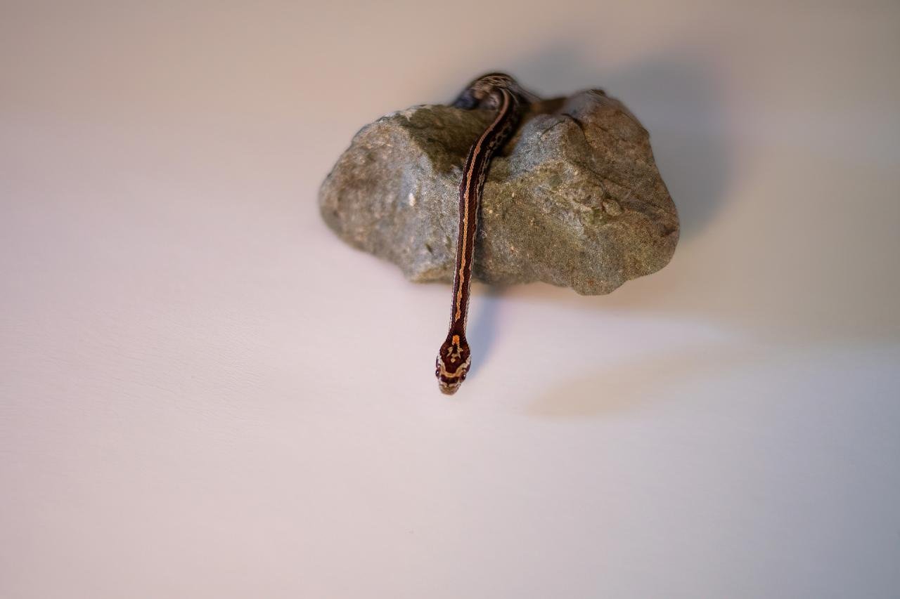 A tessera corn snake hatchling