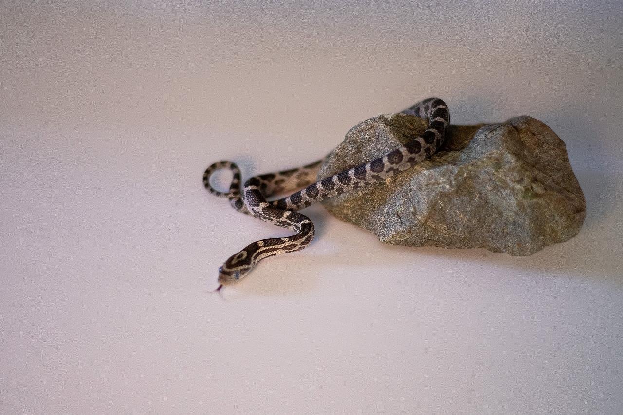 An anerythristic corn snake hatchling