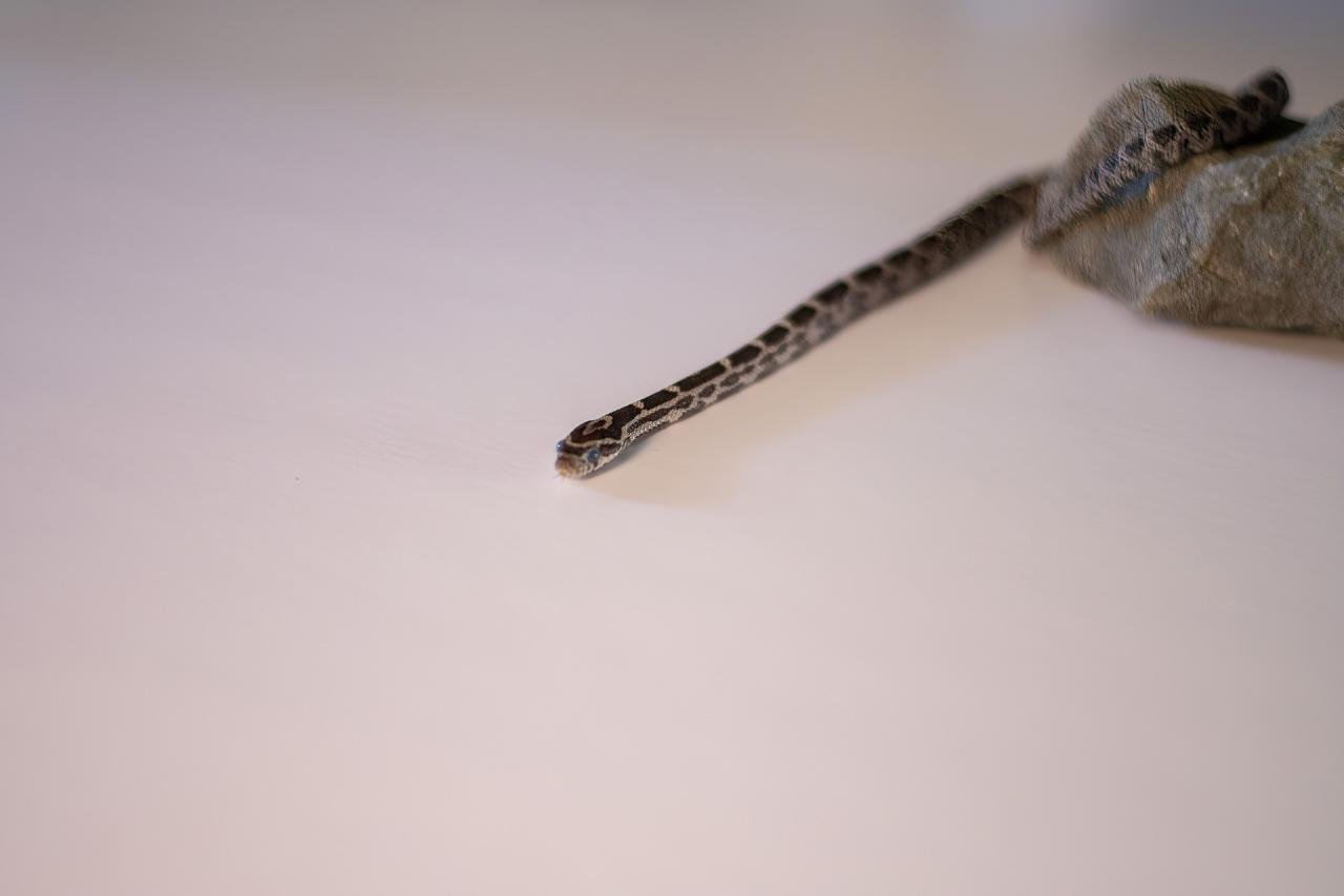 An anerythristic corn snake hatchling