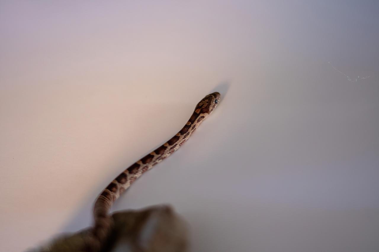 A normal corn snake hatchling