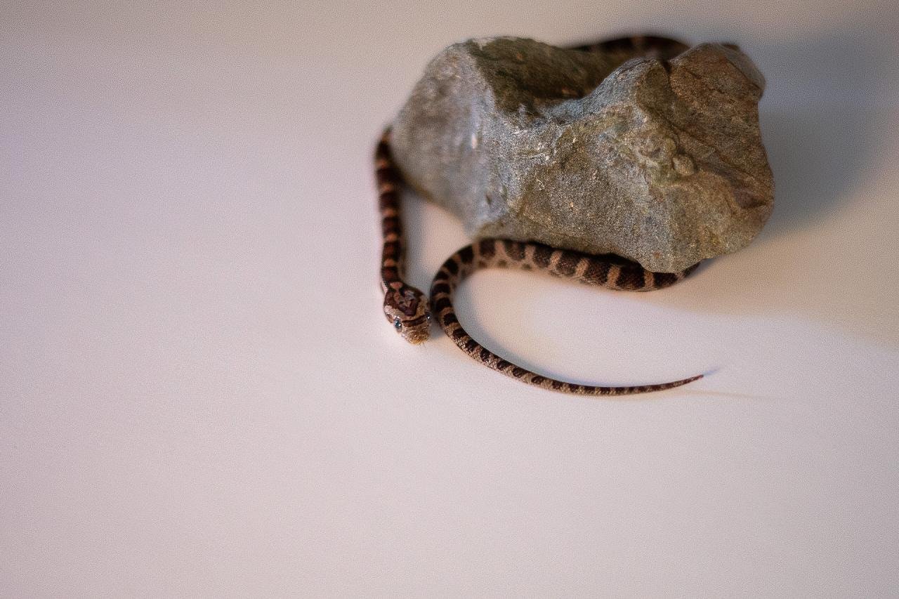 A normal corn snake hatchling