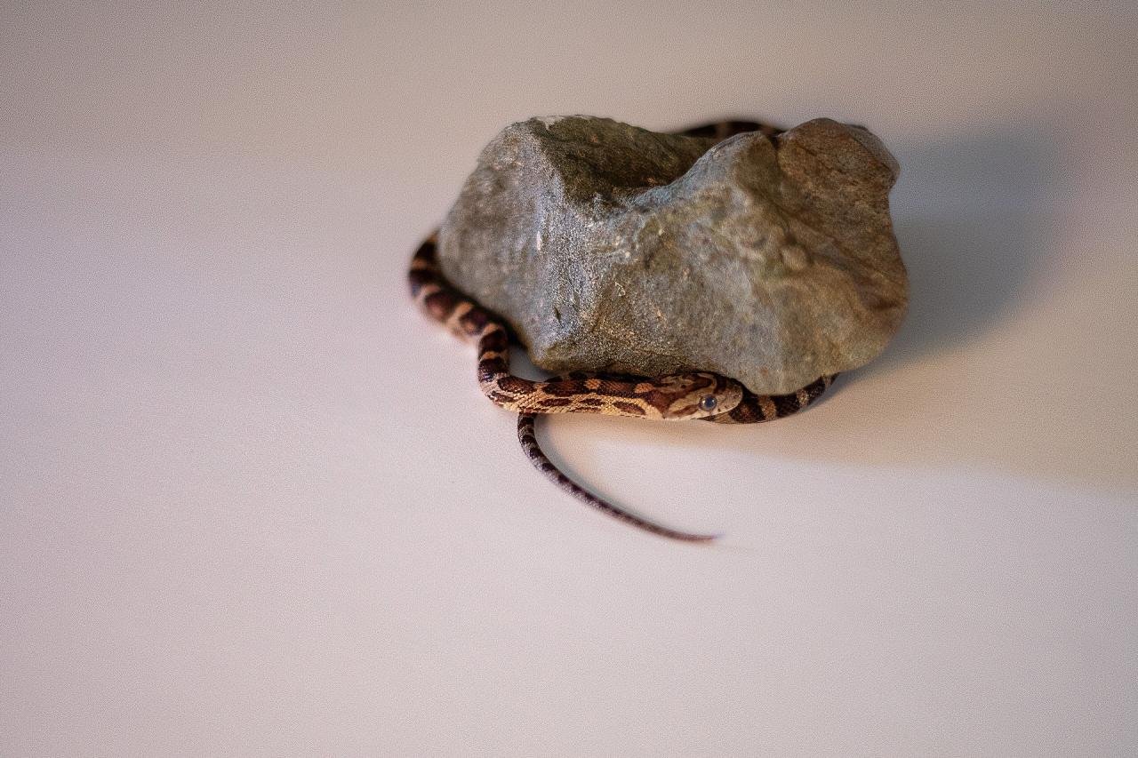 A normal corn snake hatchling