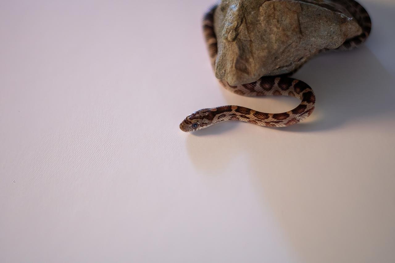 A normal corn snake hatchling