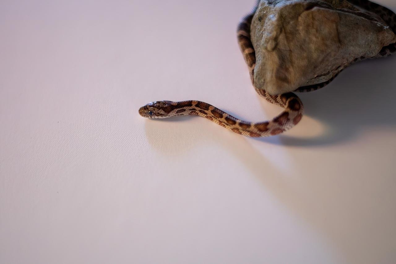 A normal corn snake hatchling