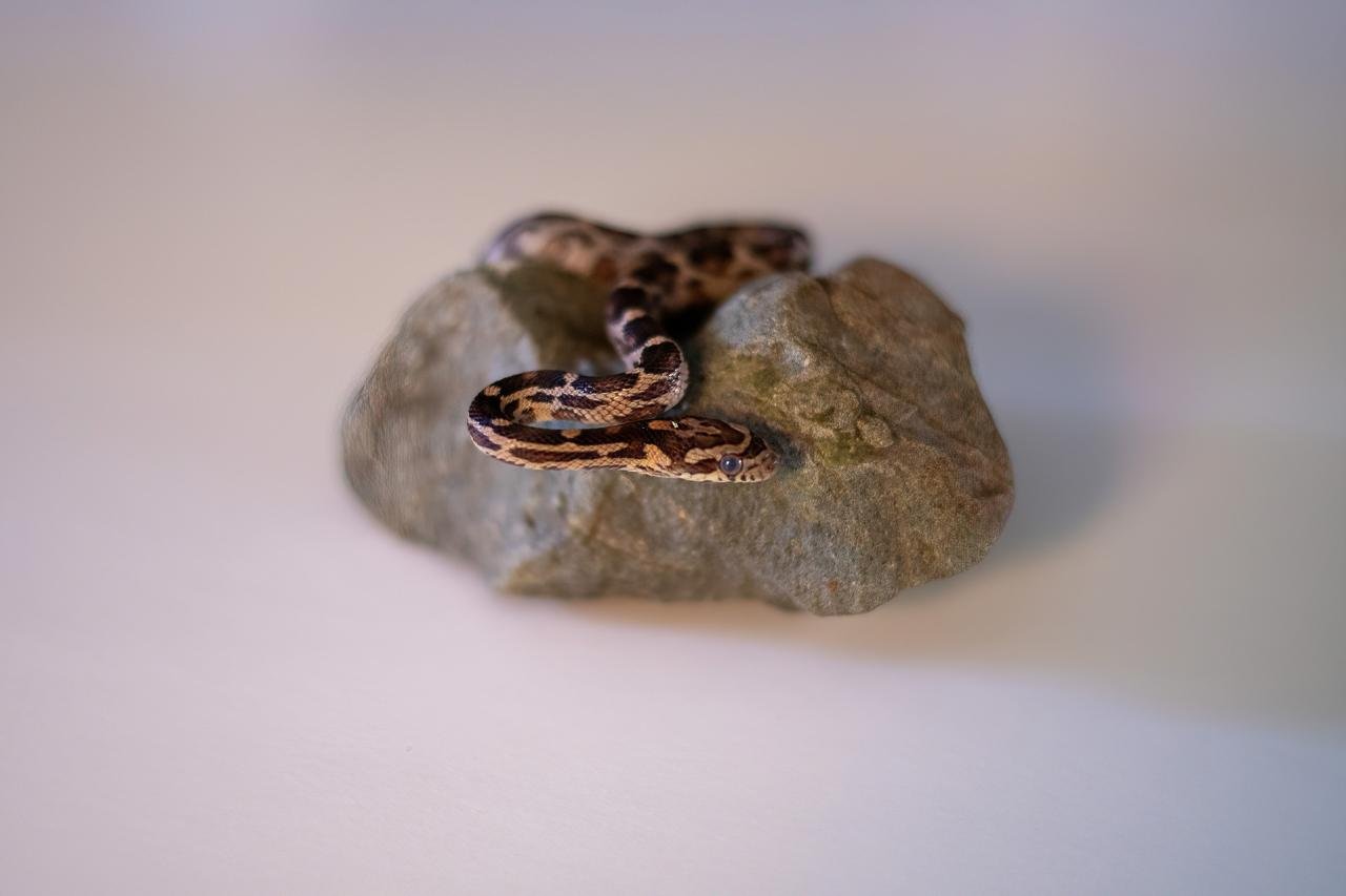 A normal corn snake hatchling
