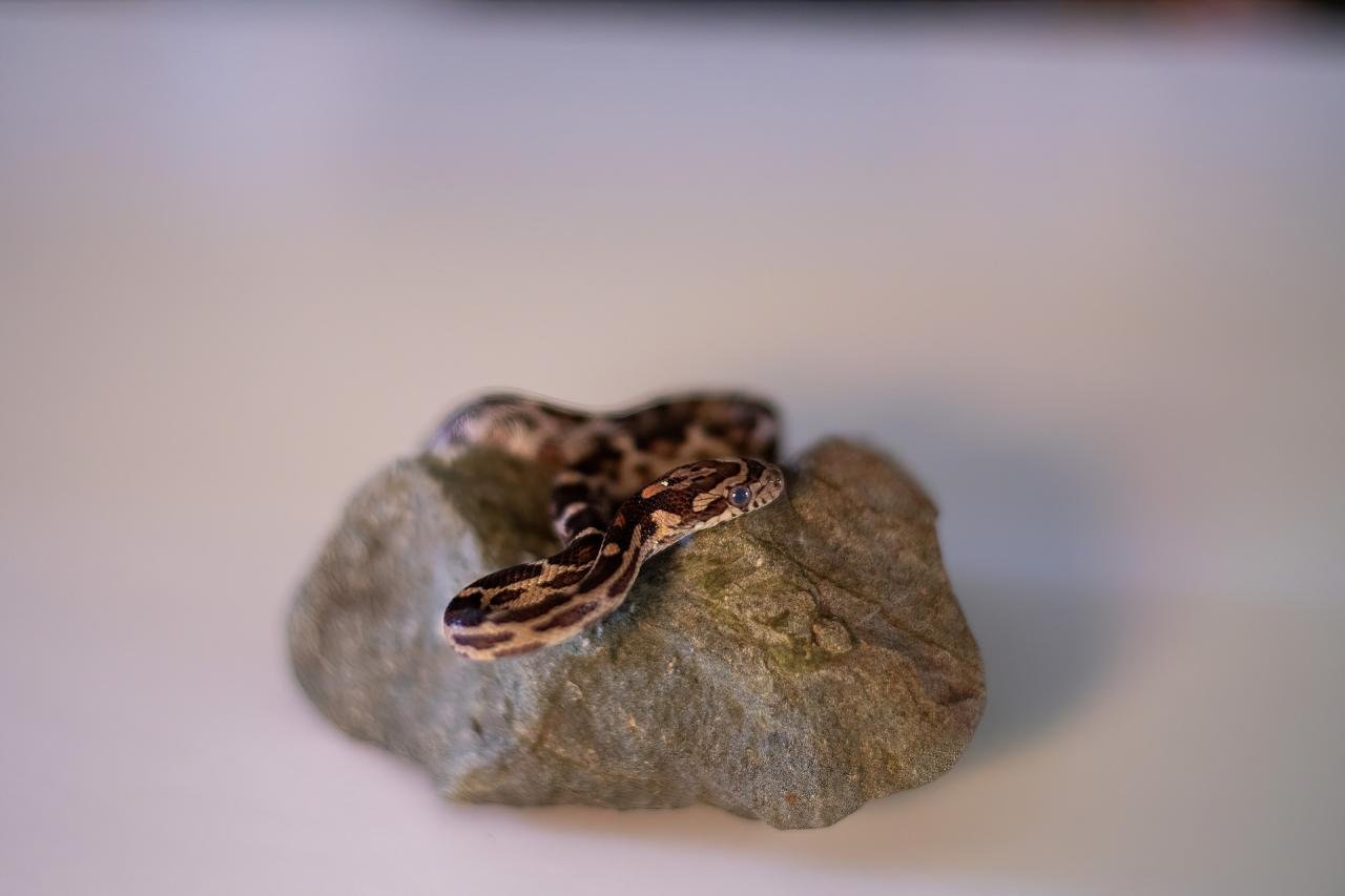 A normal corn snake hatchling