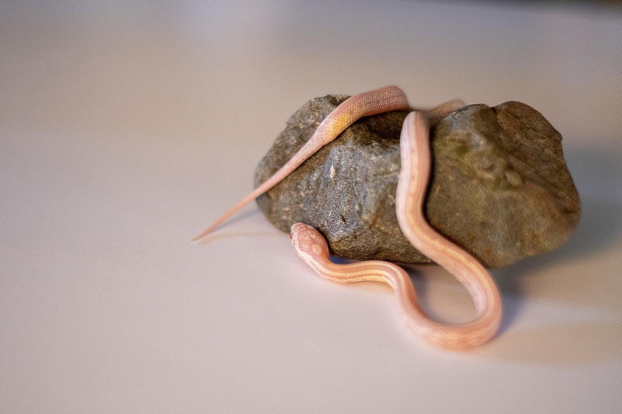 A snow tessera corn snake hatchling