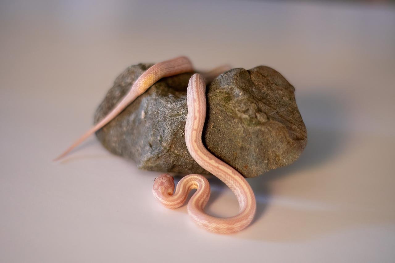 A snow tessera corn snake hatchling