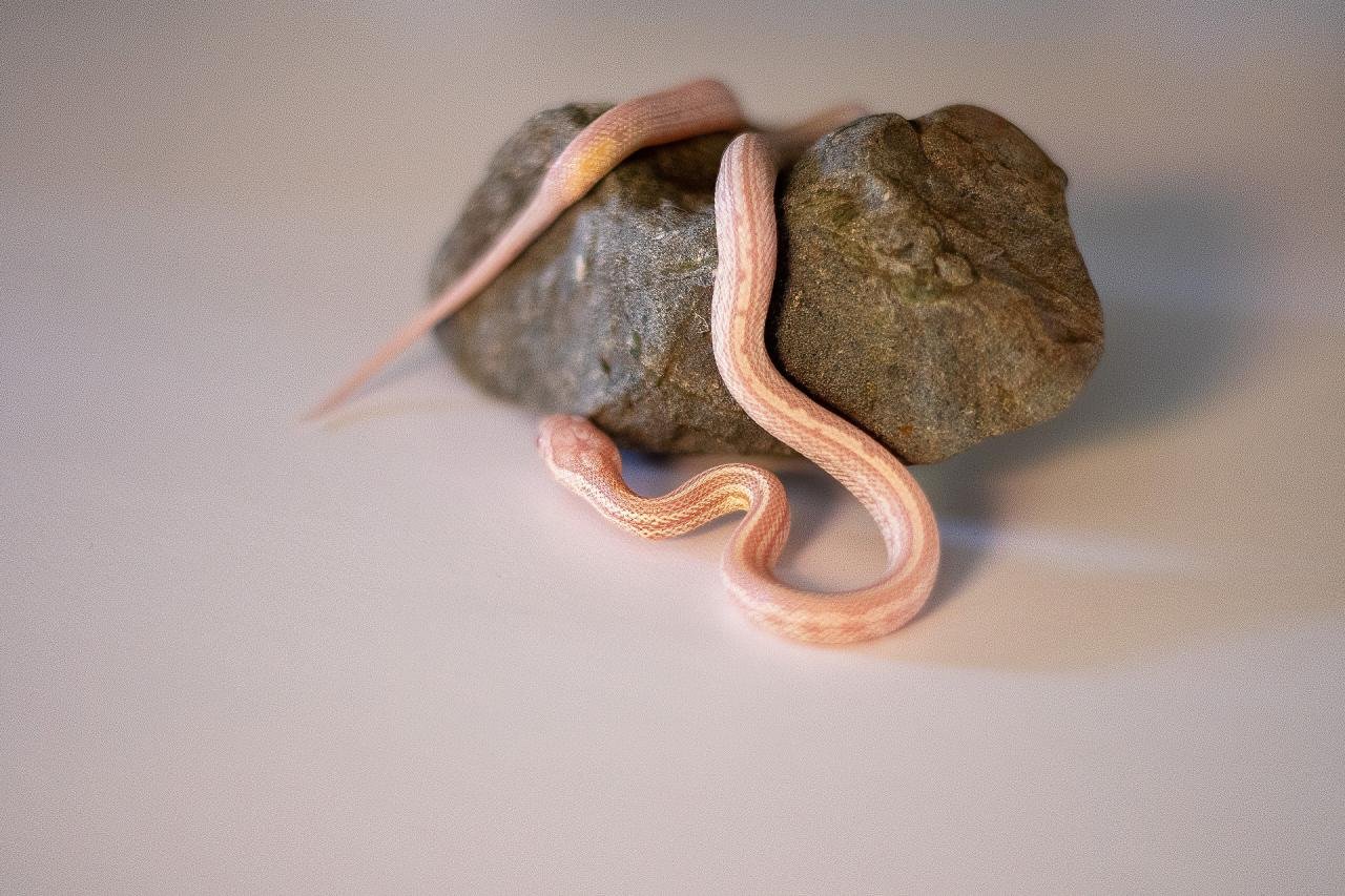 A snow tessera corn snake hatchling