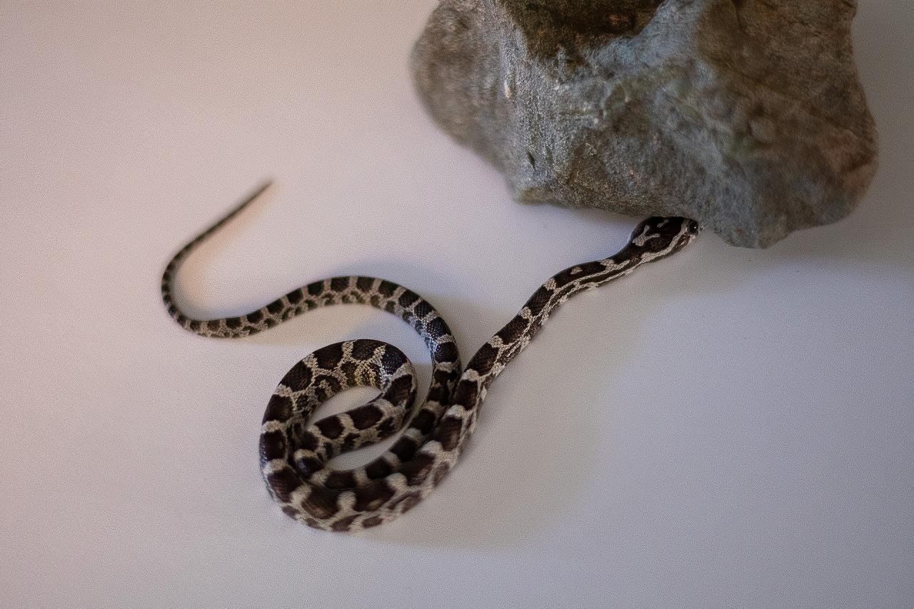 An anerythristic corn snake hatchling