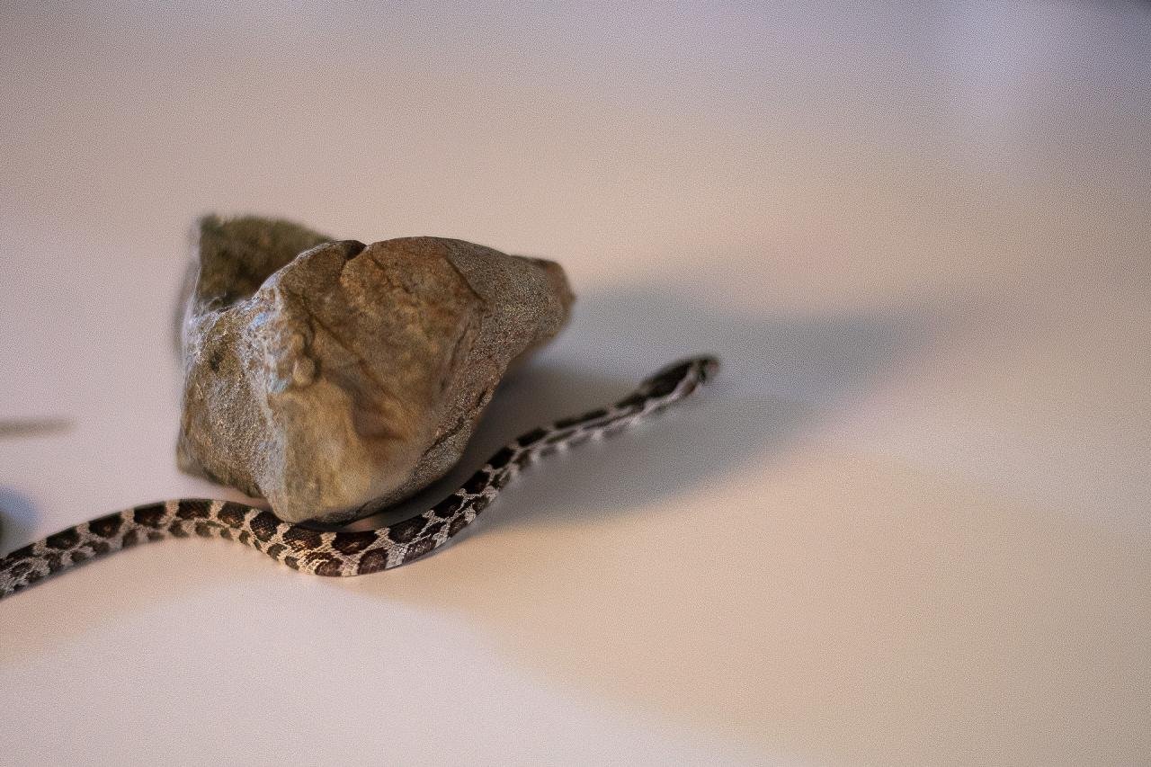 An anerythristic corn snake hatchling