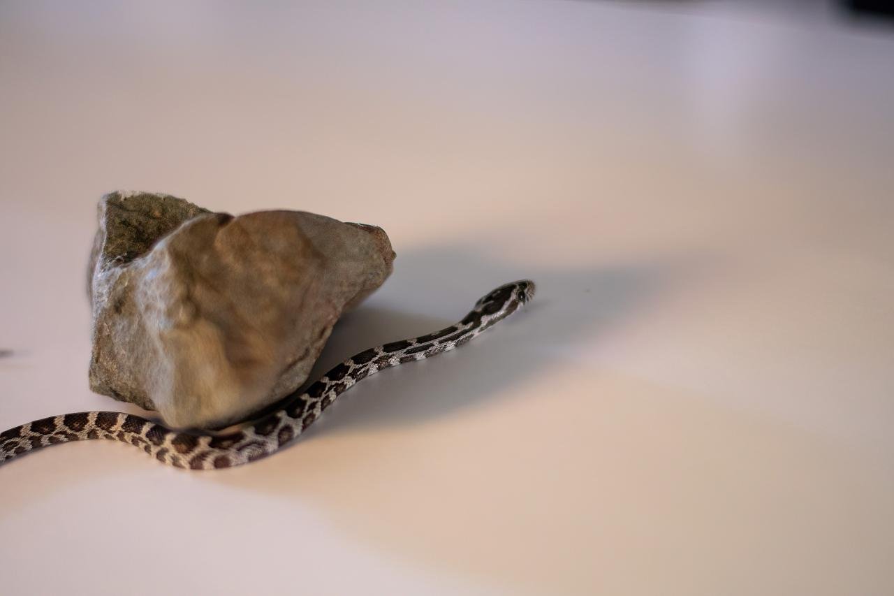 An anerythristic corn snake hatchling