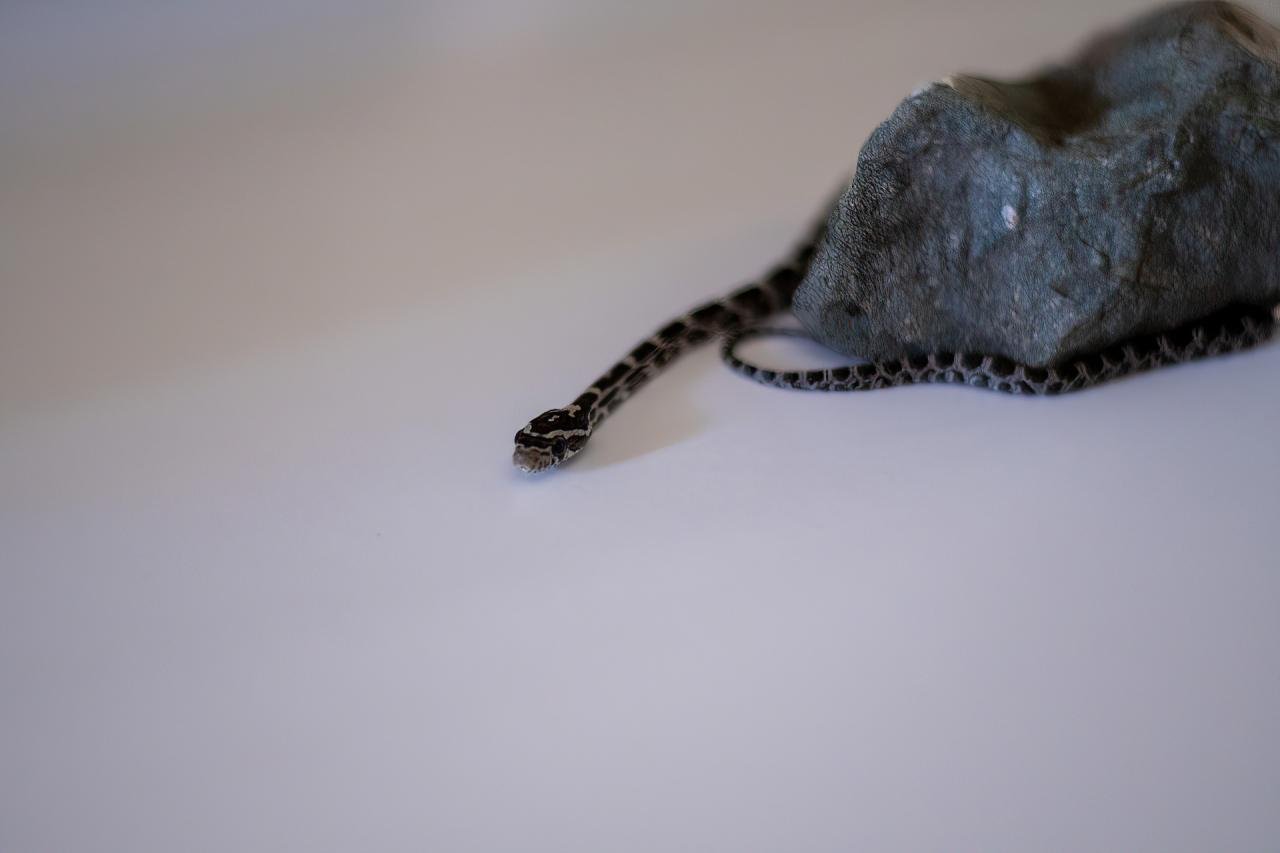 An anerythristic corn snake hatchling