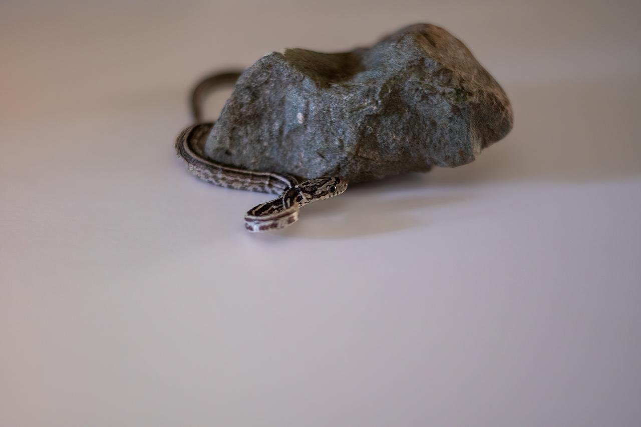 An anerythristic tessera corn snake hatchling