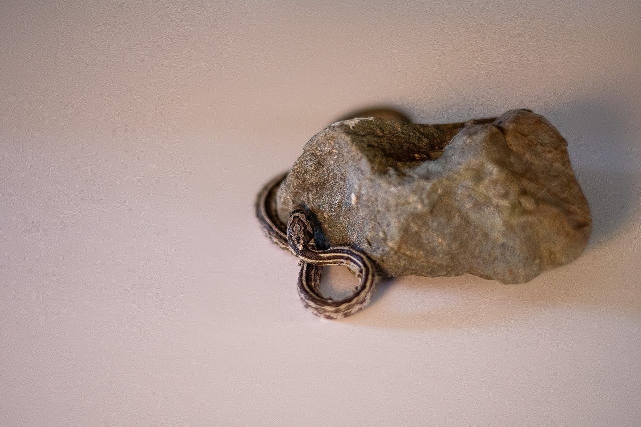 An anerythristic tessera corn snake hatchling