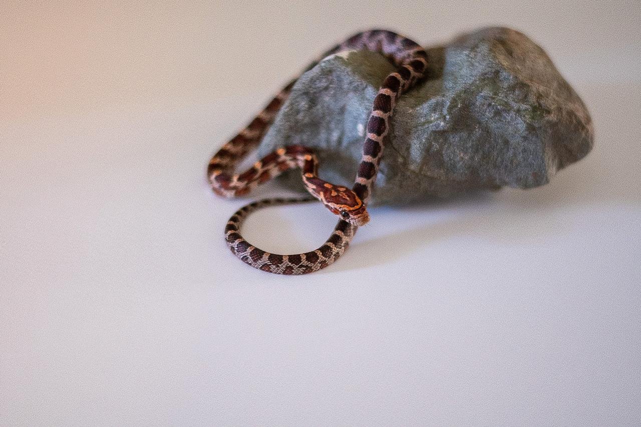A normal corn snake hatchling