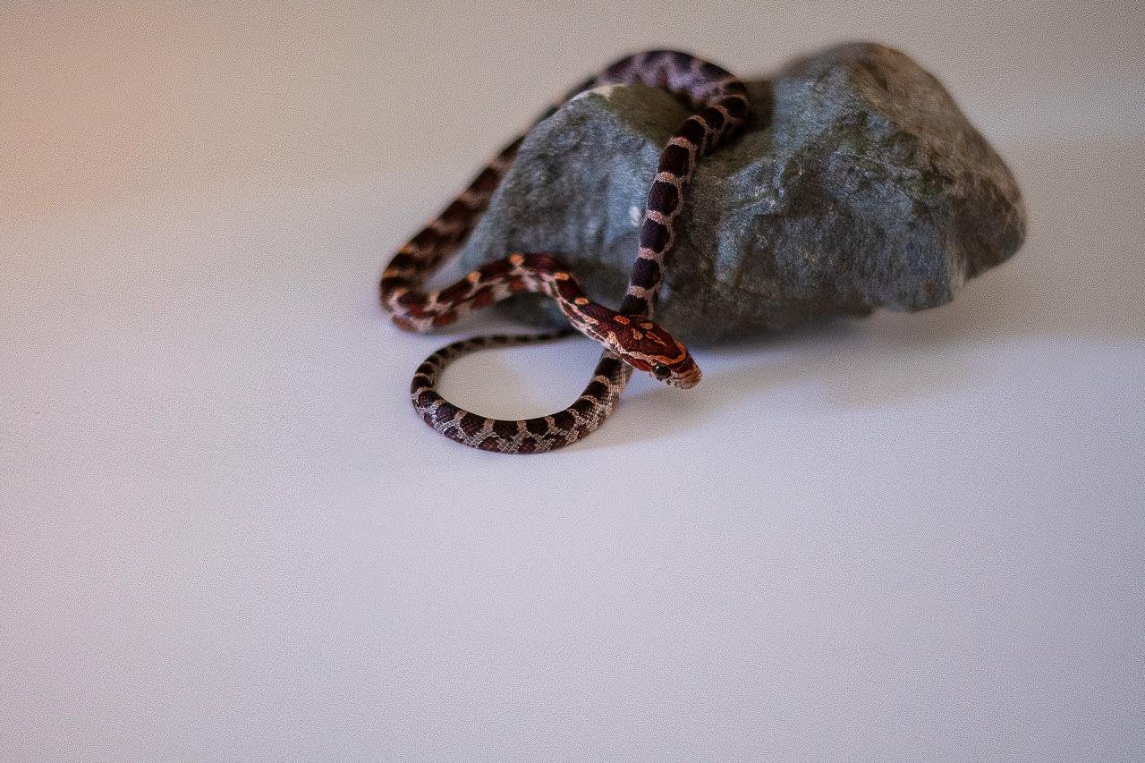 A normal corn snake hatchling