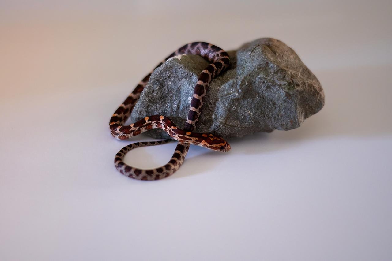 A normal corn snake hatchling