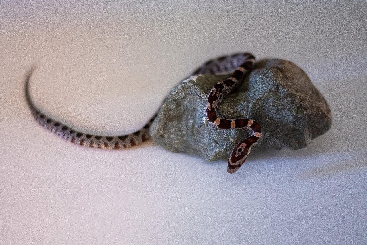A normal corn snake hatchling