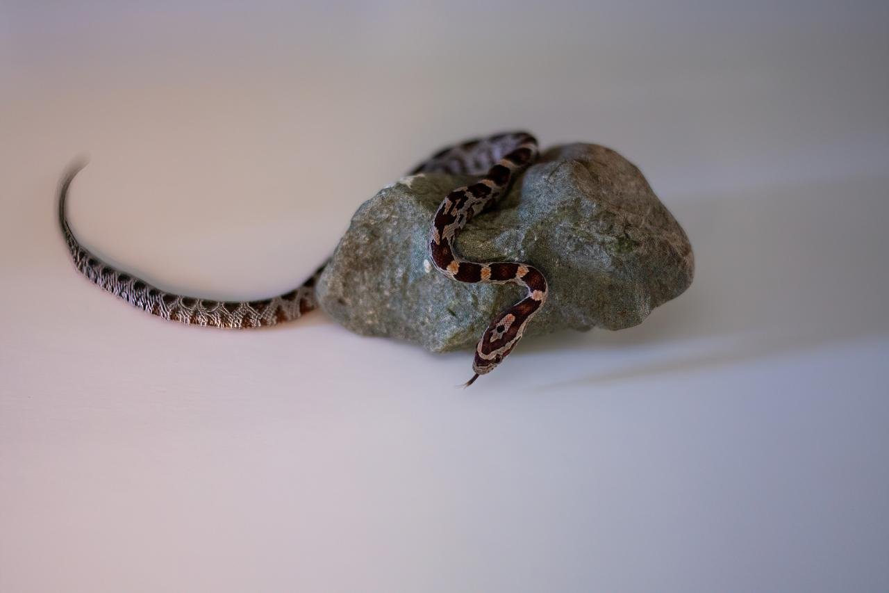 A normal corn snake hatchling