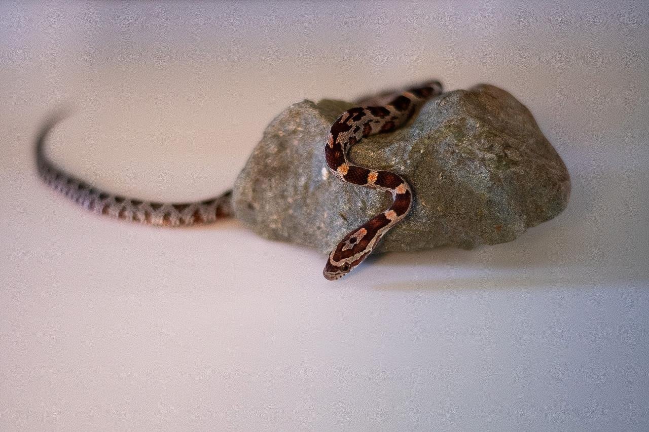 A normal corn snake hatchling